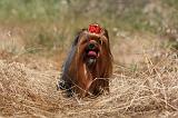 YORKSHIRE TERRIER 489